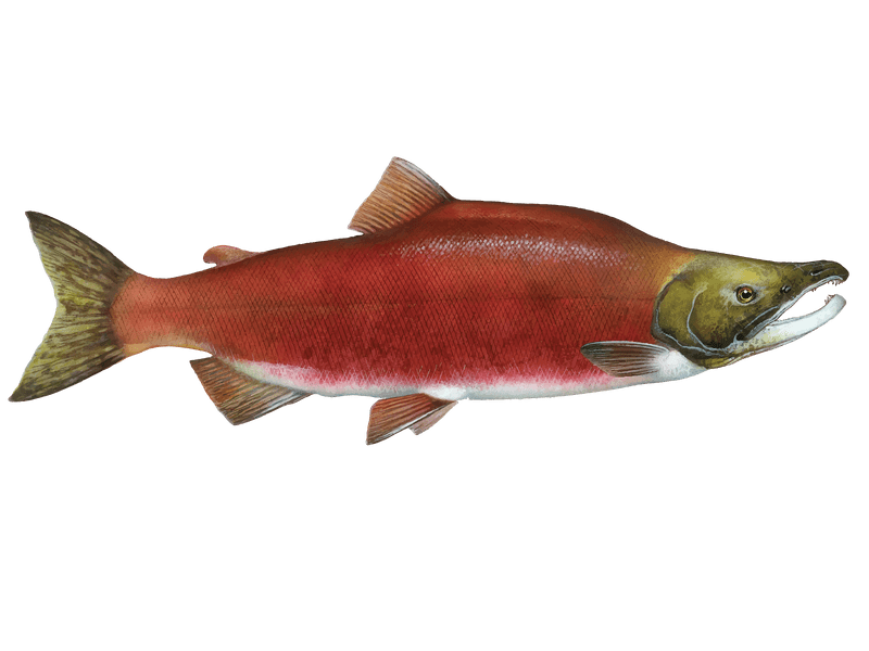 Pink or humpback salmon